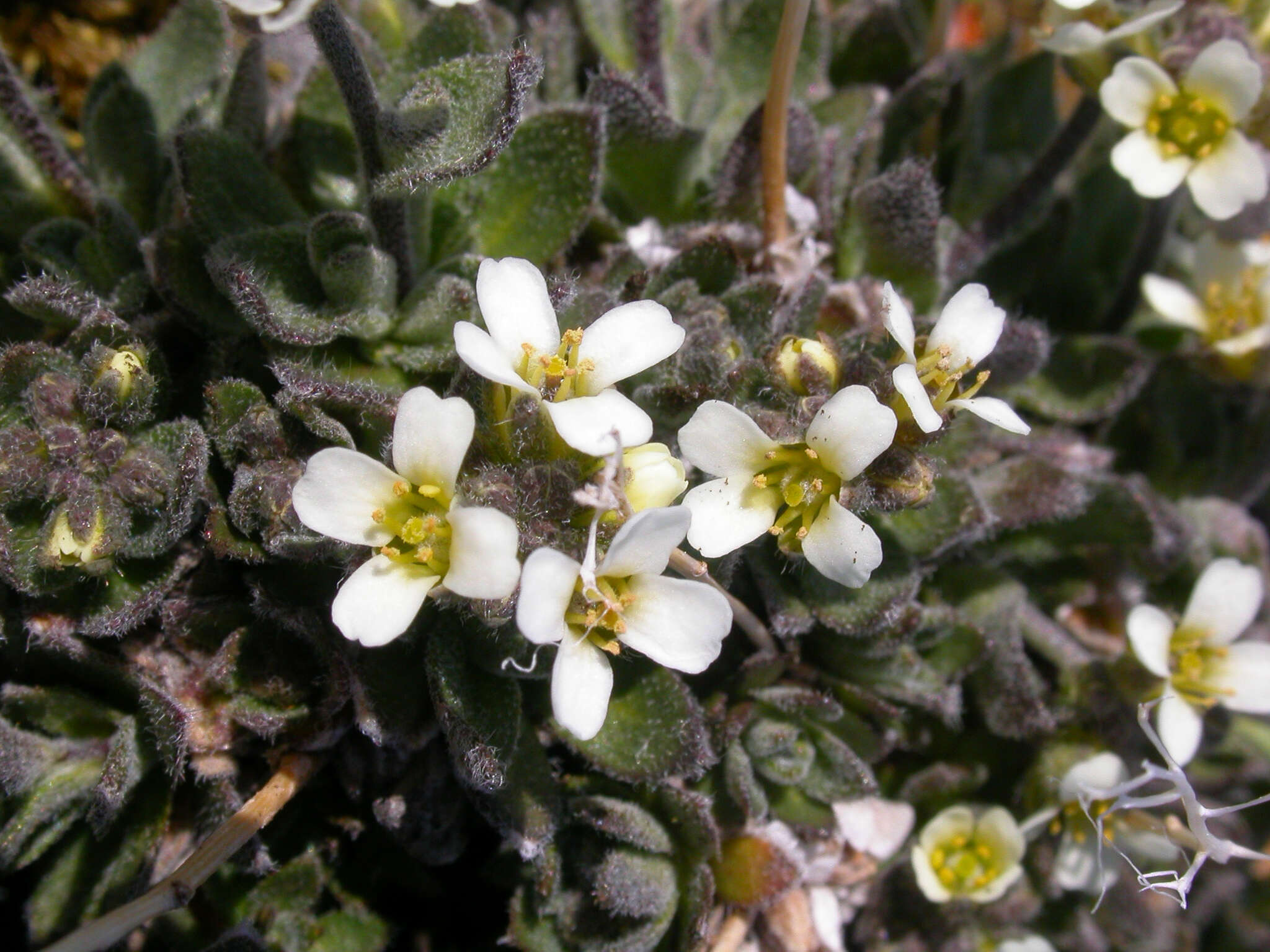 Image of grayleaf draba