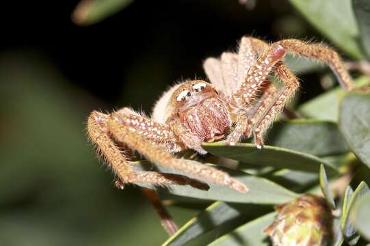 Слика од Neosparassus diana (L. Koch 1875)