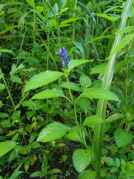 Image of nettleleaf velvetberry