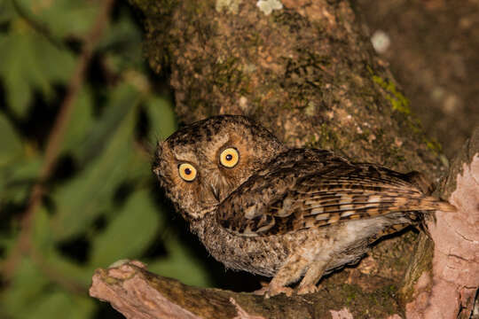 صورة Otus spilocephalus (Blyth 1846)