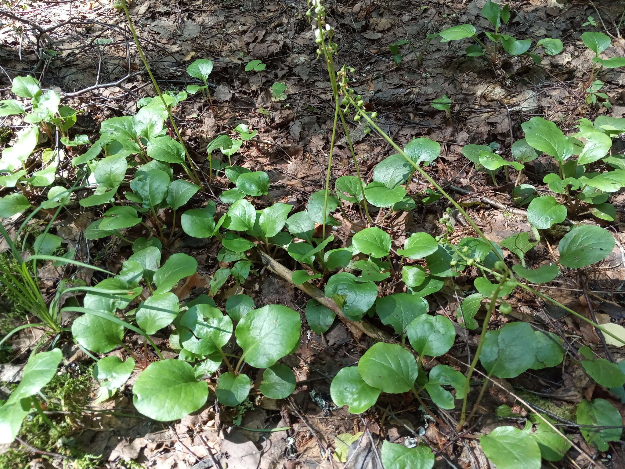 Image of Pyrola media Sw.