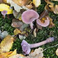 Image of Laccaria amethystina Cooke 1884