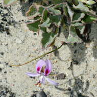 Image of Pelargonium ovale (Burm. fil.) L'Her.