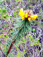 Image of Pultenaea stipularis Sm.