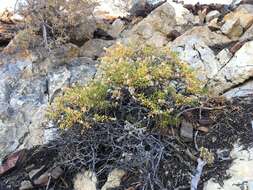 Image of whiteflower goldenbush