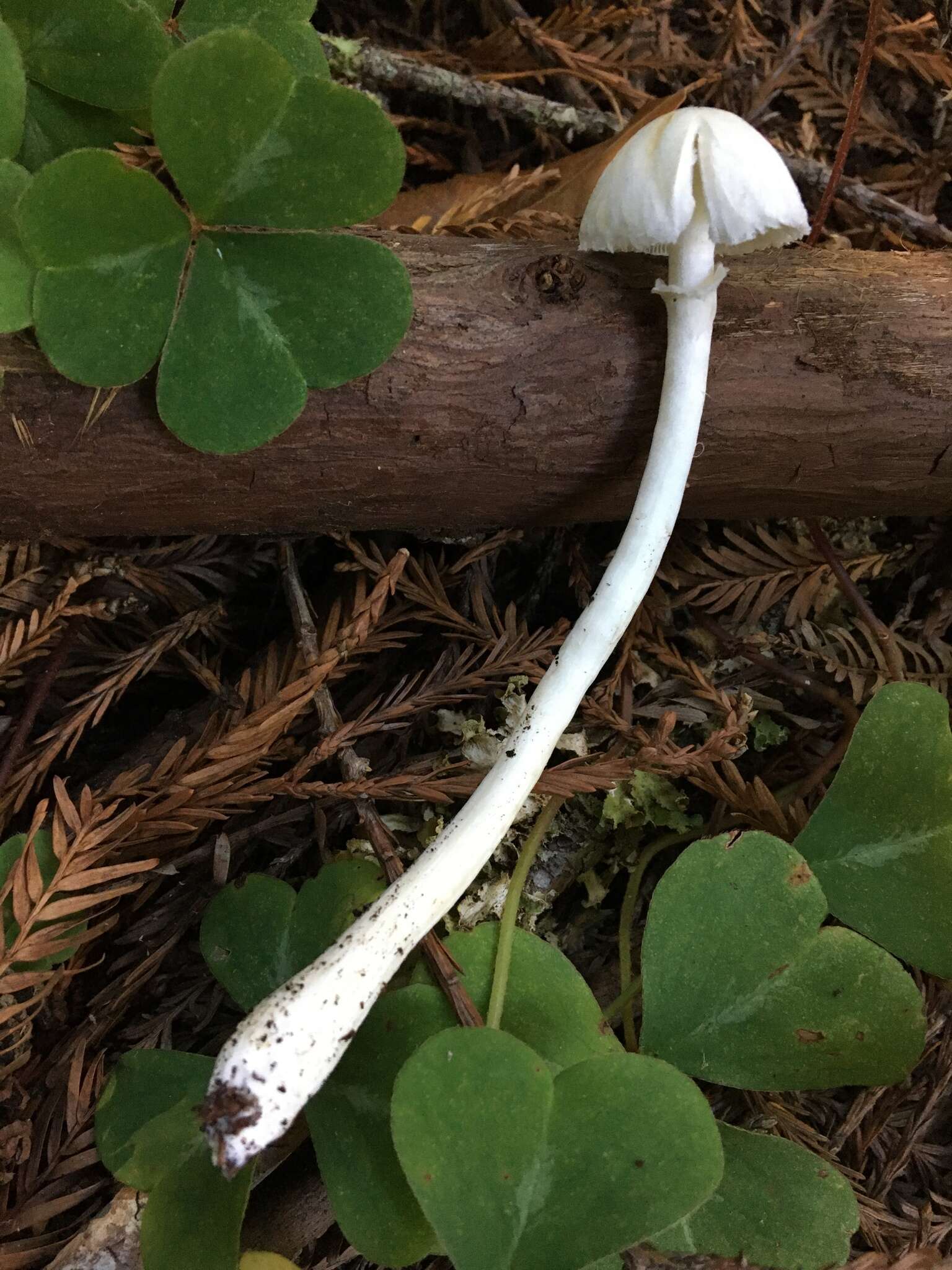 Image of Lepiota sequoiarum Murrill 1912