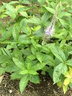 Image of Veronicastrum japonicum (Nakai) T. Yamazaki