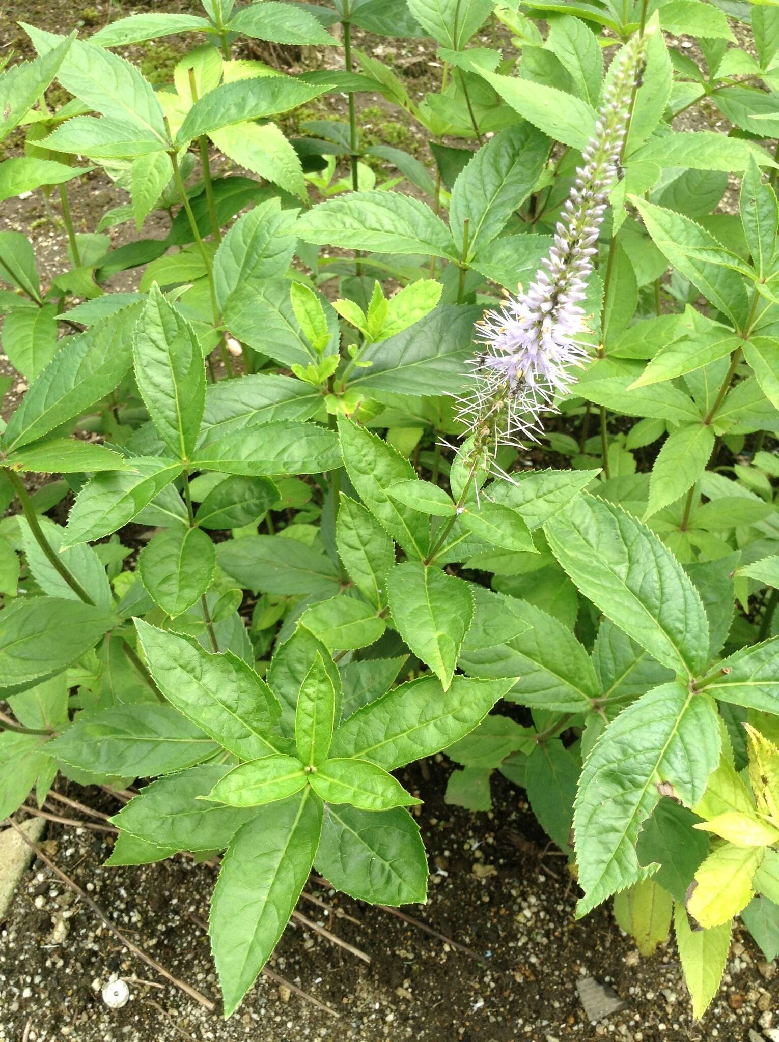 Image of Veronicastrum japonicum (Nakai) T. Yamazaki