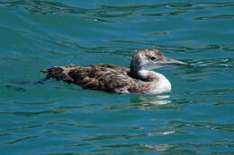 Image of loons