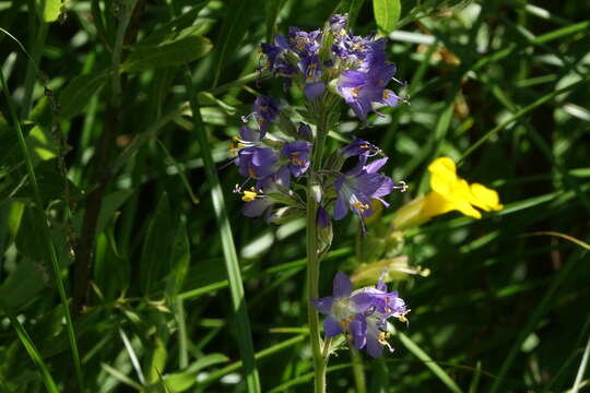 Image of western polemonium