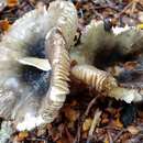 Image of Russula tawai McNabb 1973