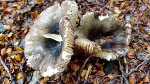 Image of Russula tawai McNabb 1973