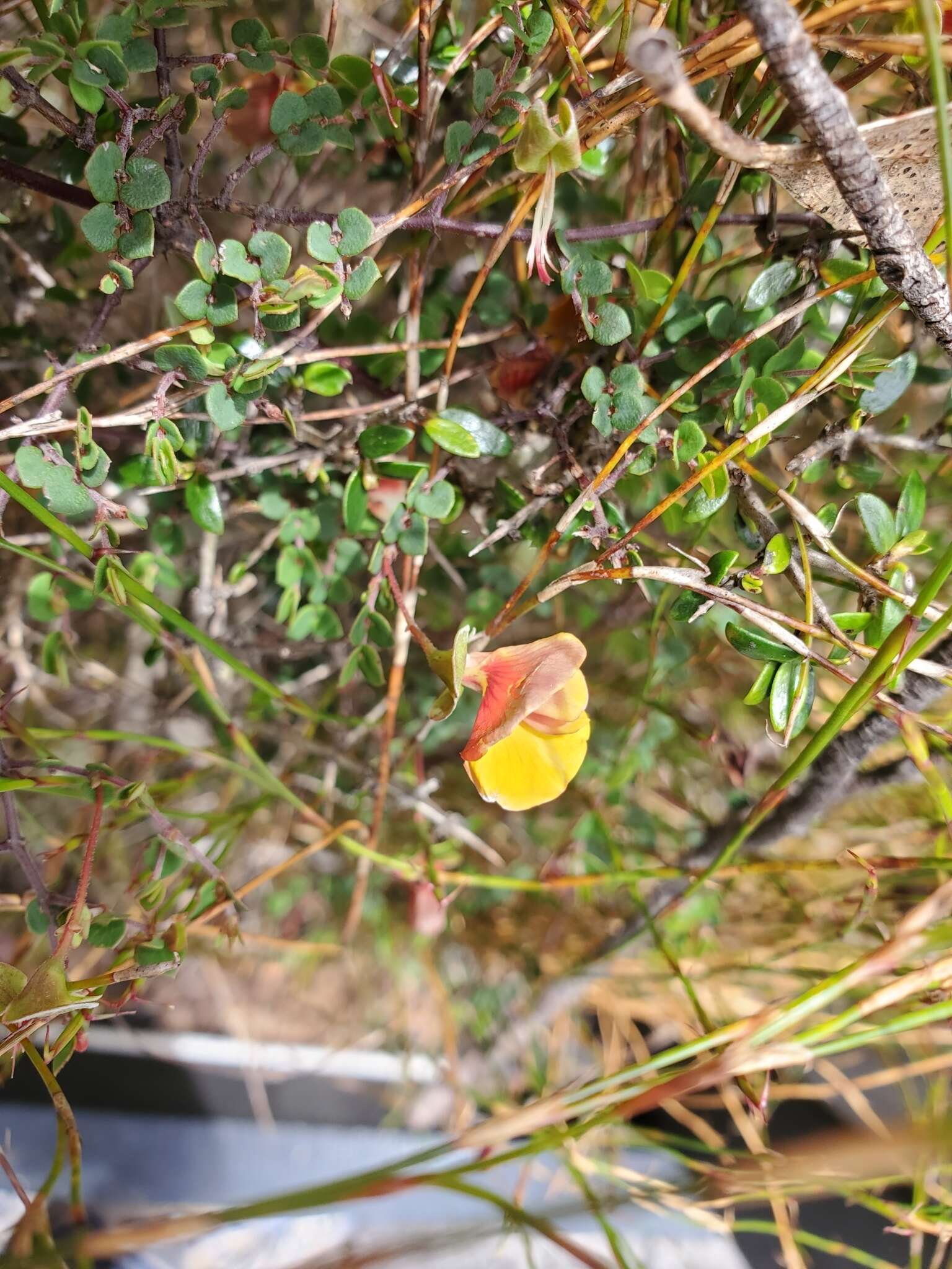 Image of Bossiaea cordigera Hook. fil.