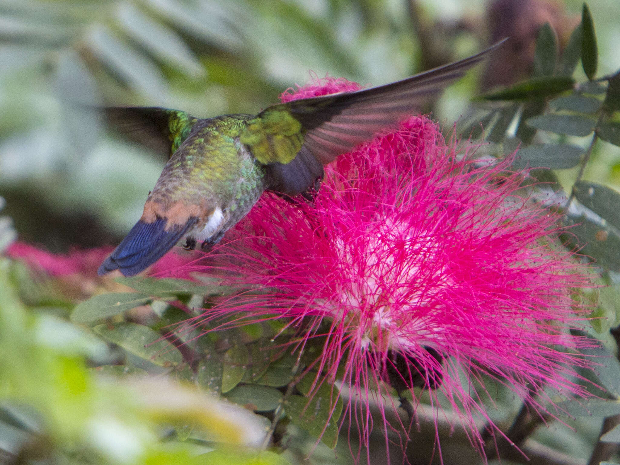 Image of Copper-rumped Hummingbird