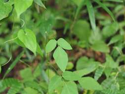 Image of Hylodesmum podocarpum subsp. oxyphyllum (DC.) H. Ohashi & R. R. Mill