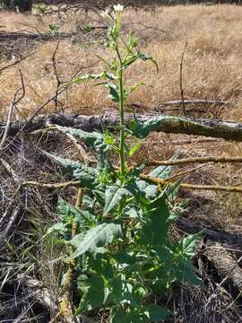 Image of manyflower tobacco