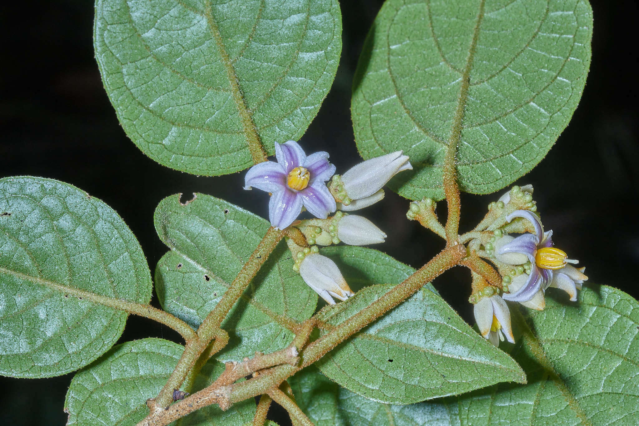 Image of Lycianthes ocellata (J. D. Sm.) Morton & Standl.