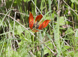Image of orange wild tulip