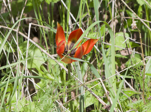 Image de Tulipa orphanidea Boiss. ex Heldr.