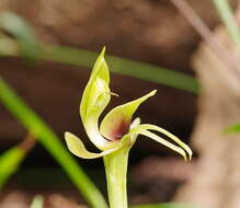 Image of Mountain bird orchid