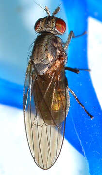 Image of Sapromyza brachysoma Coquillett 1898