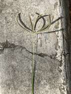 Image of Fringed Windmill Grass