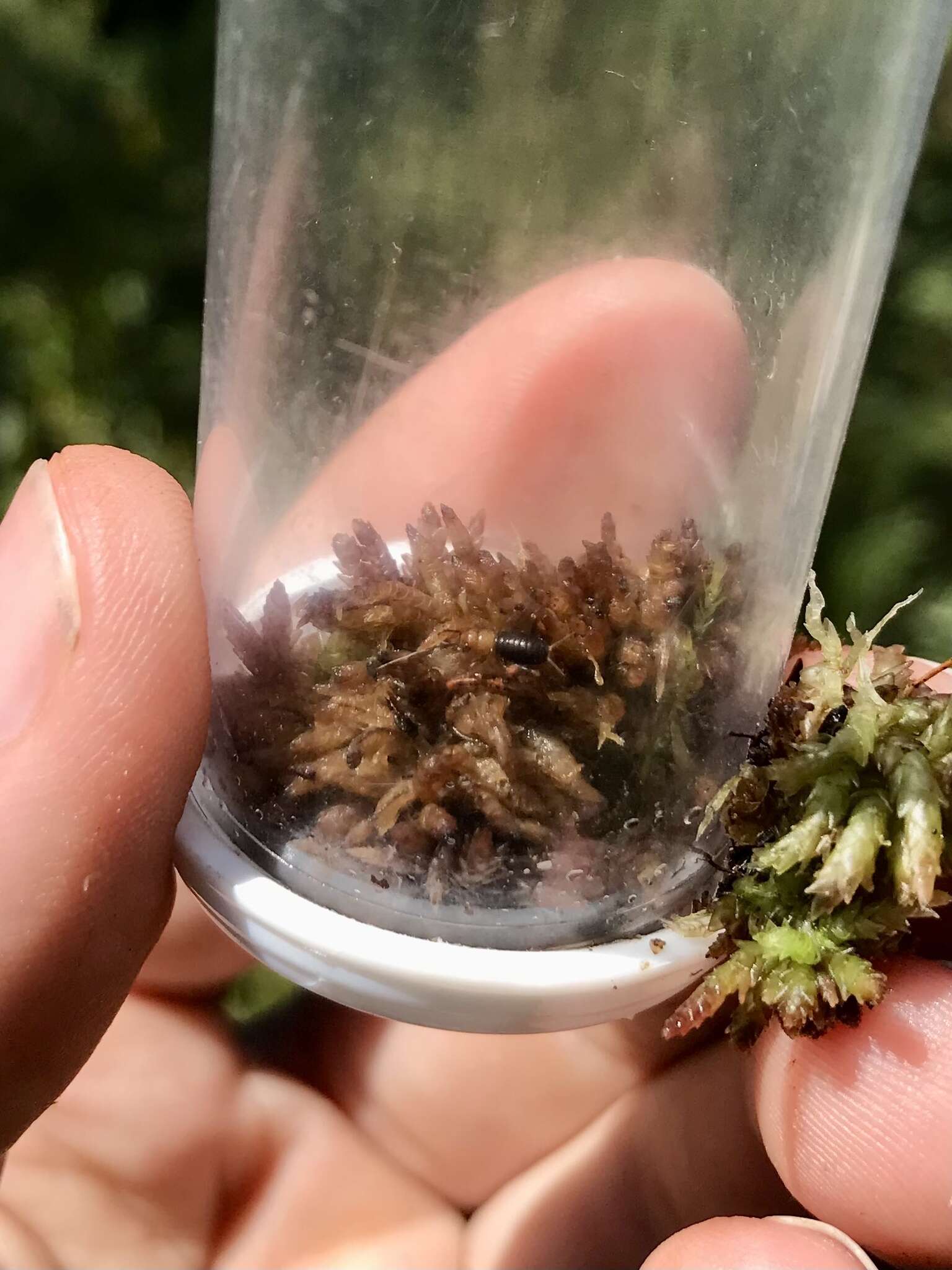 Image of Sphagnum Ground Cricket