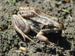 Image of Wood Frog