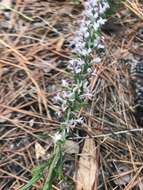 Image of Liatris hesperelegans G. L. Nesom