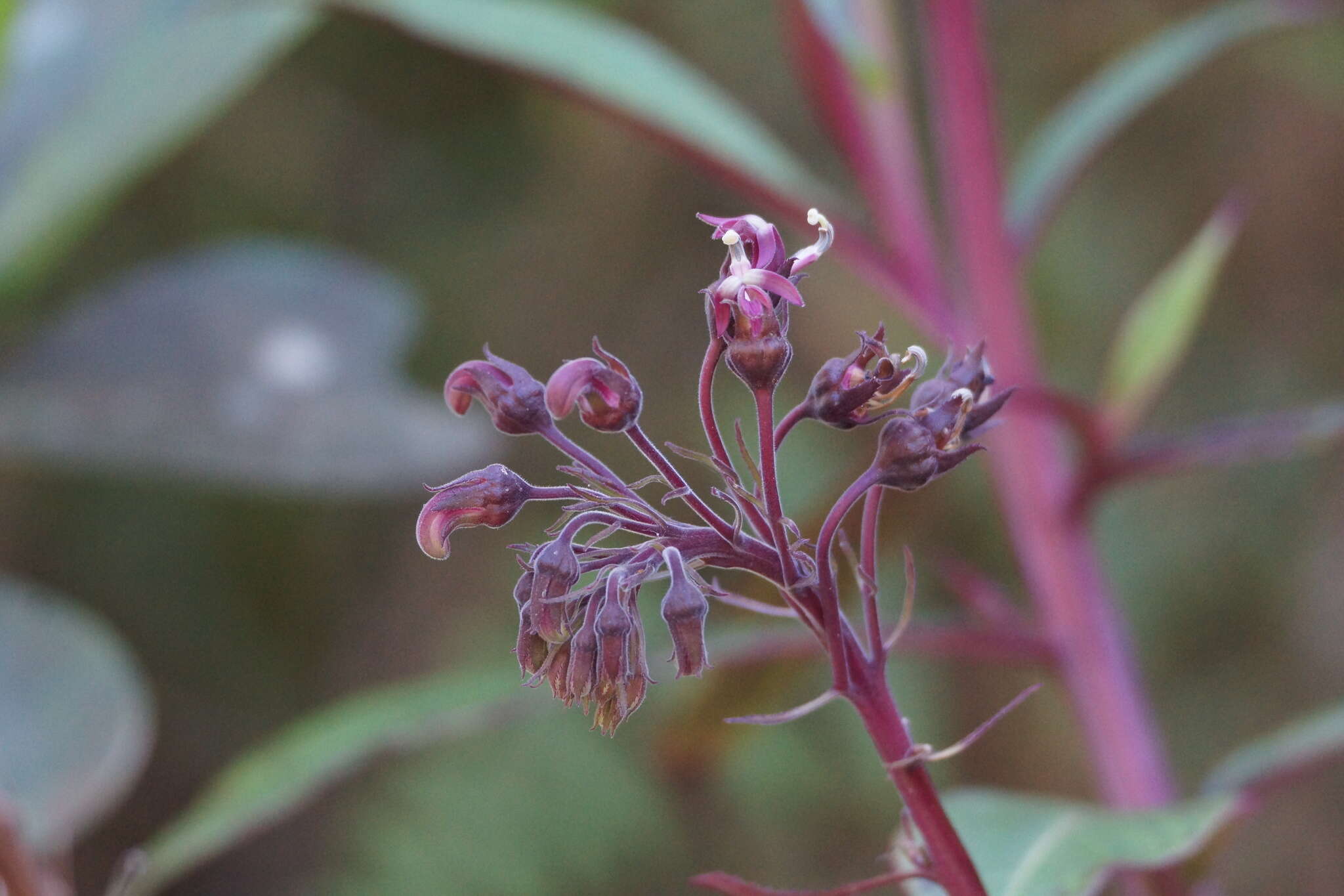 Image of Robust Lobelia