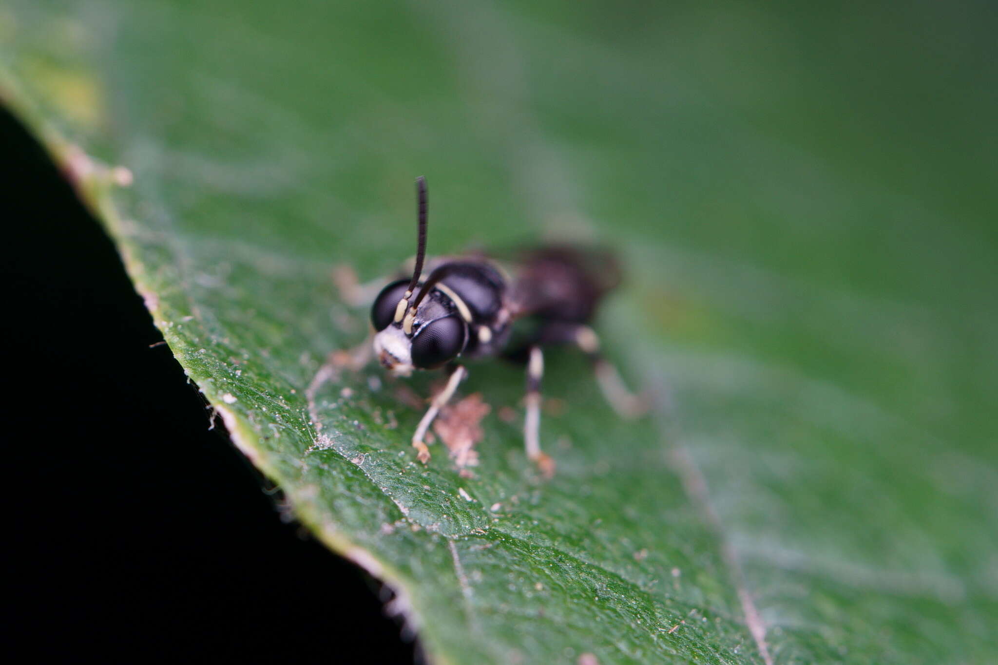 Image of Clitemnestra bipunctata (Say 1824)