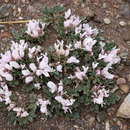 Imagem de Astragalus borodinii (Krassn.) Krassn.