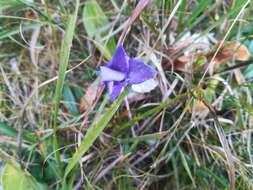 Gentianopsis ciliata (L.) Ma的圖片