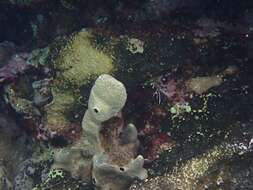 Image of variable loggerhead sponge