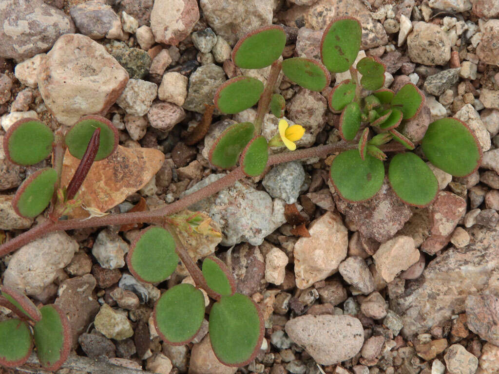 Image of coastal bird's-foot trefoil