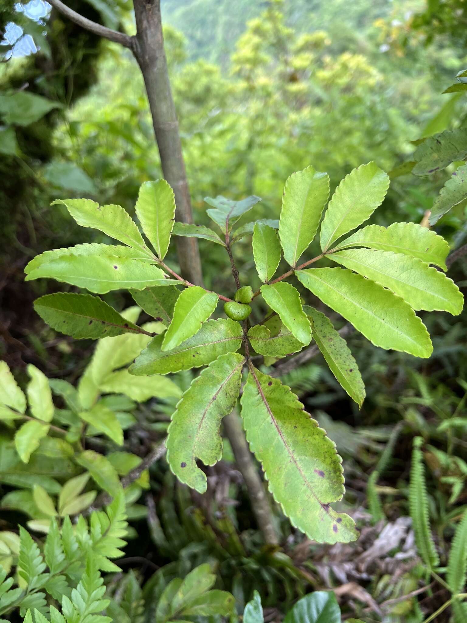 Слика од Pterophylla samoensis (A. Gray) Pillon & H. C. Hopkins