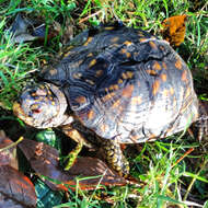 Image of Eastern box turtle