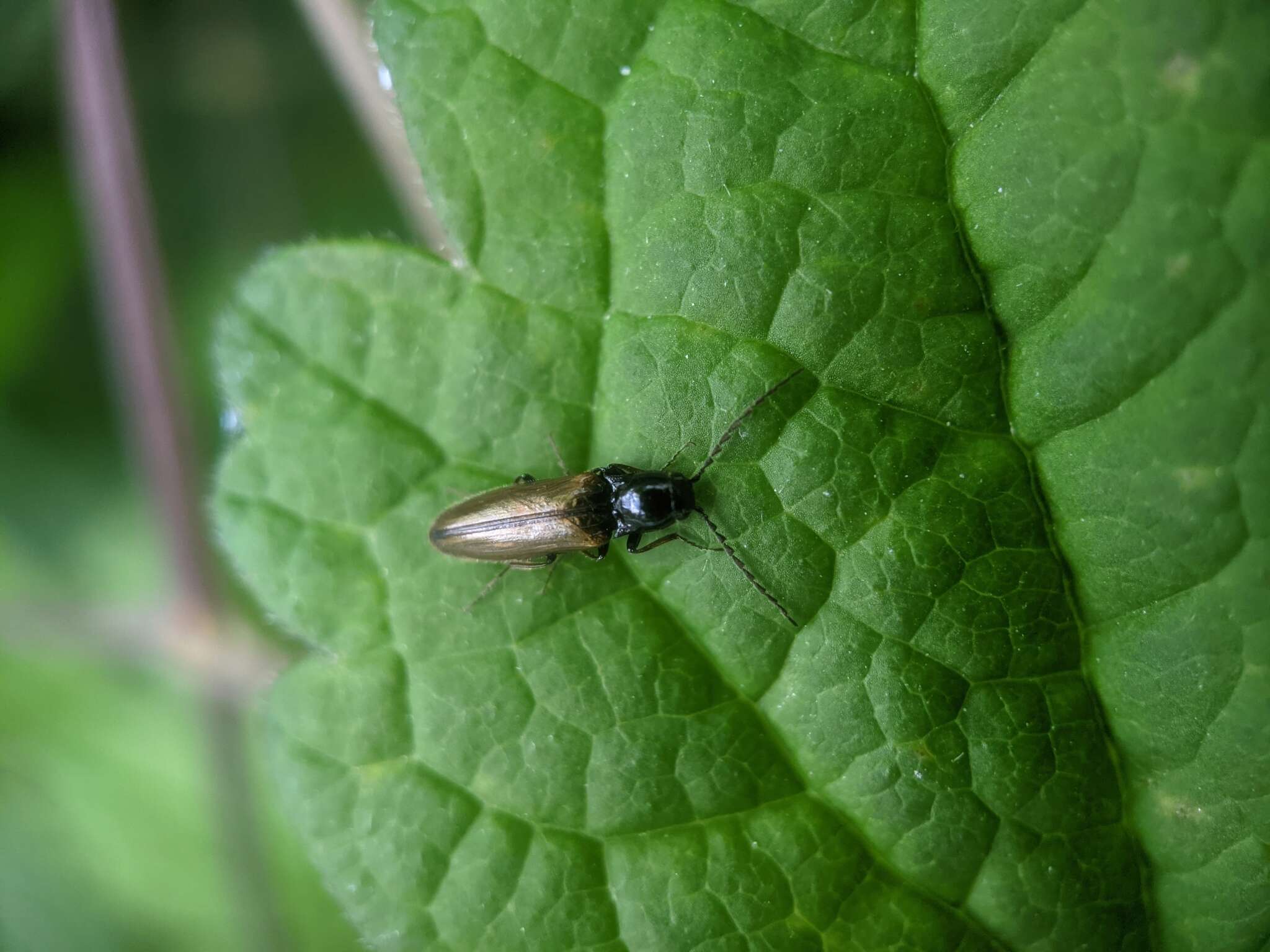 Image of <i>Oestodes tenuicollis</i>