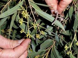 Image de Eucalyptus eugenioides Sieber ex Spreng.