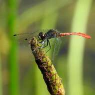 Image of Eastern Pygmyfly