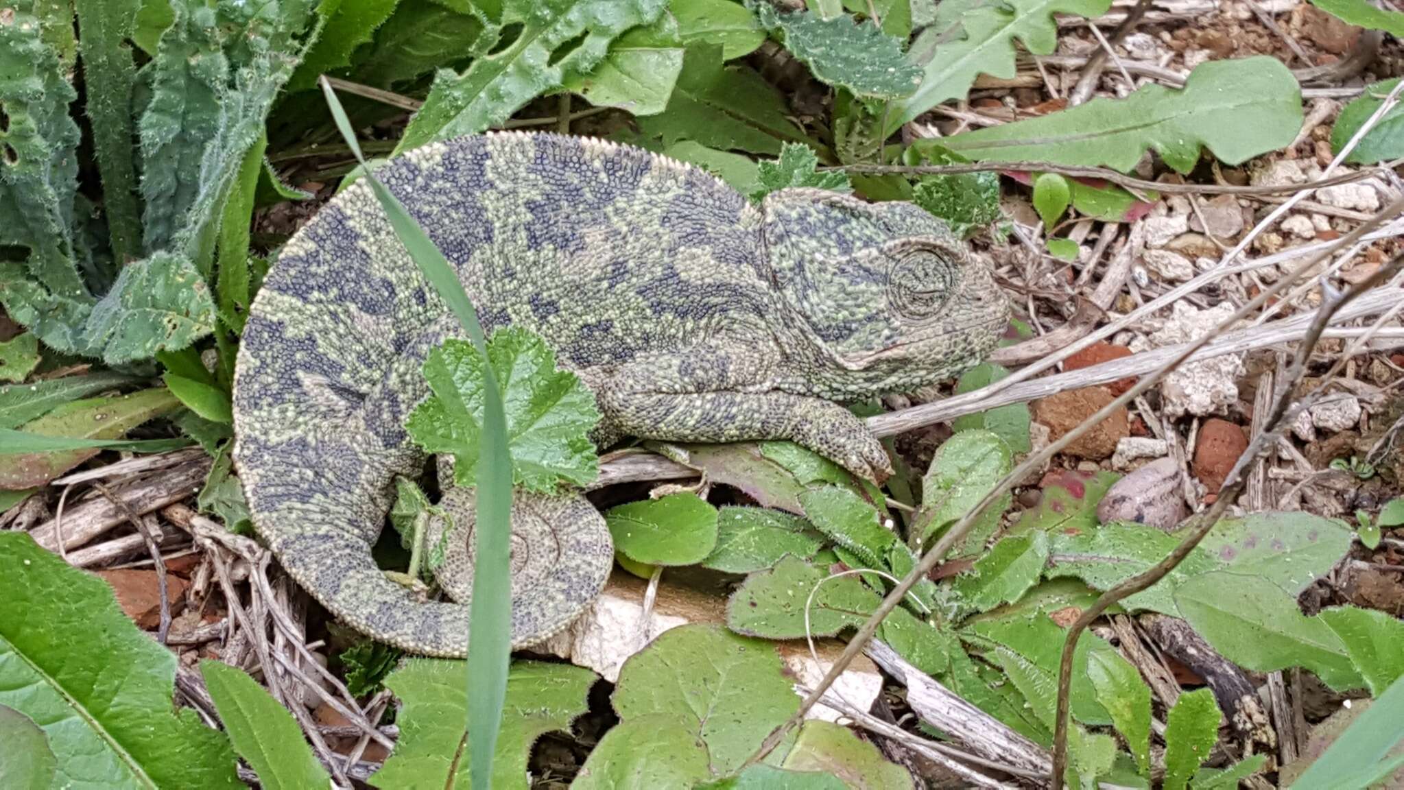 Image de Chamaeleo chamaeleon recticrista Boettger 1880