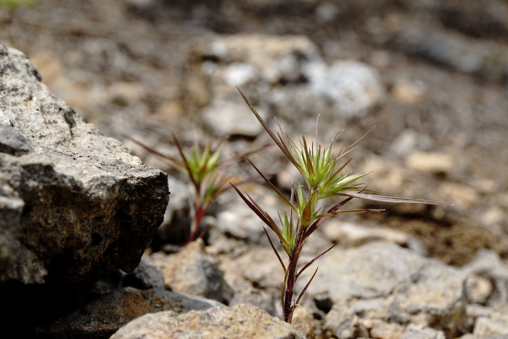 Image of Minuartia montana subsp. wiesneri (Stapf) Mc Neill