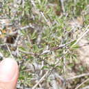 Image de Rhamnus thymifolius Bornm.