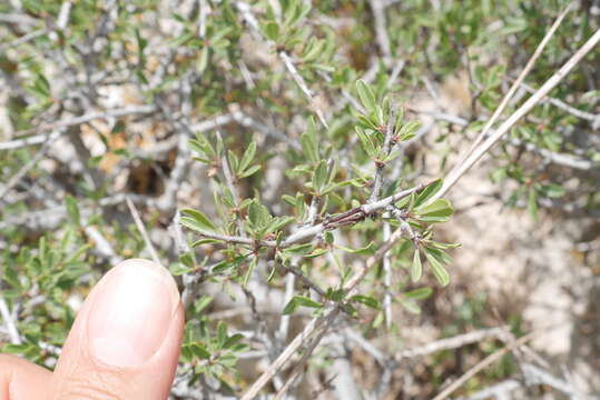 Image de Rhamnus thymifolius Bornm.