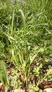 Image of Italian Rye Grass