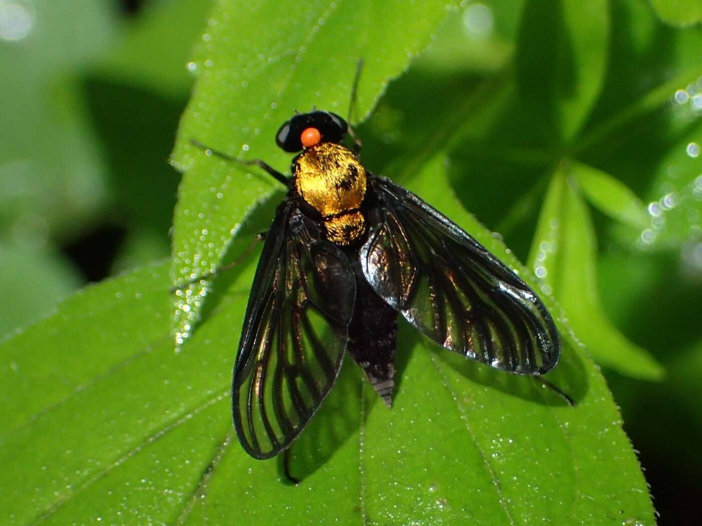 Image of Chrysopilus davisi Johnson 1912