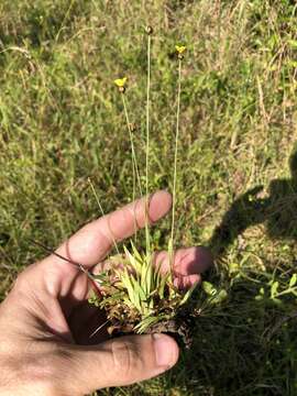 Image of Curtiss' yelloweyed grass