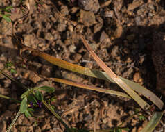 Image of Leucocoryne dimorphopetala (Gay) Ravenna