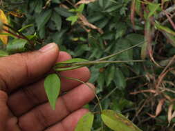 Image of Ceropegia candelabrum subsp. candelabrum