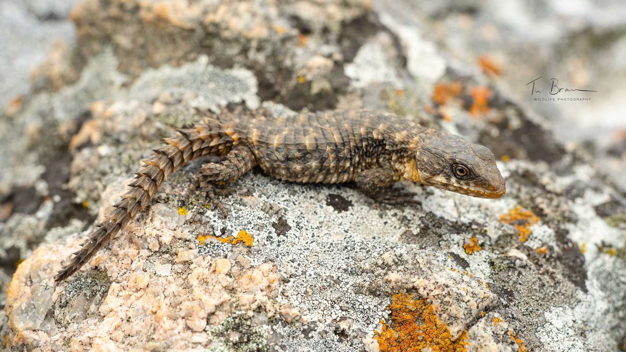 Image of Nyika Girdled Lizard